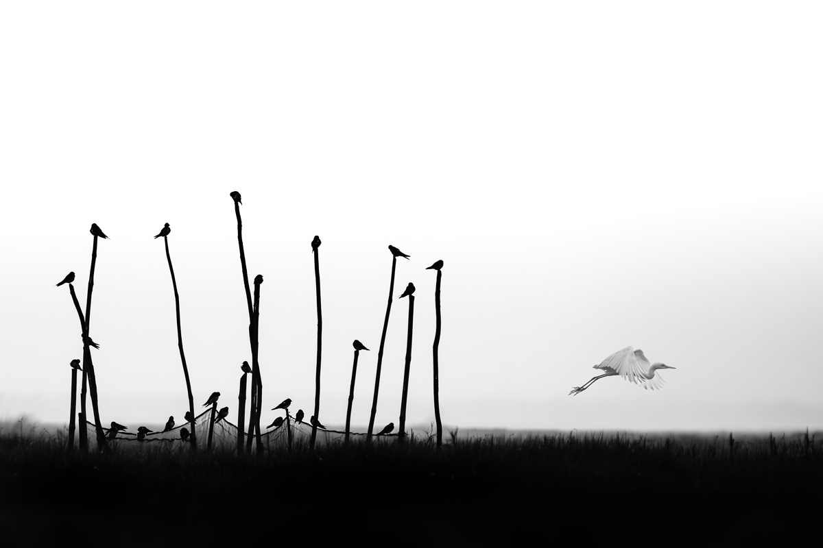 _Z722990-Enhanced-NR